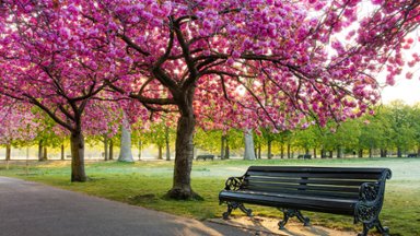 Cherry Blossoms, Greenwich Park, London, UK - desktop wallpaper