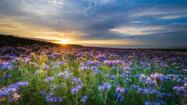 Filed of Phacelia, Cote d'Opale, France - desktop wallpaper