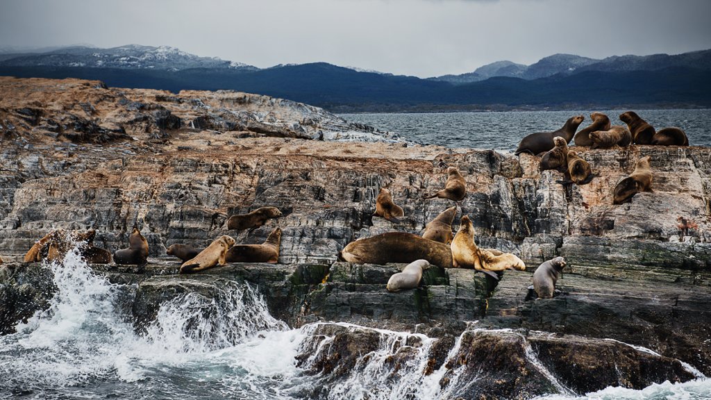 Sea Lions, Beagle Channel, Tierra del Fuego, Argentina - desktop wallpaper
