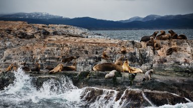 Sea Lions, Beagle Channel, Tierra del Fuego, Argentina - desktop wallpaper