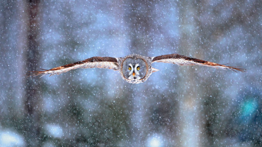 Great Gray Owl, Finland - desktop wallpaper