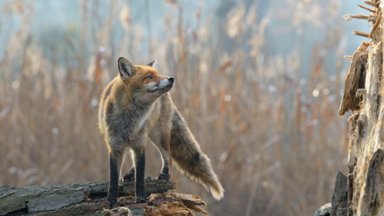 Red Fox, Hesse, Germany - desktop wallpaper