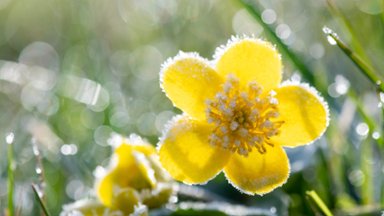 Marsh Marigolds with Hoarfrost, Hesse, Germany - desktop wallpaper