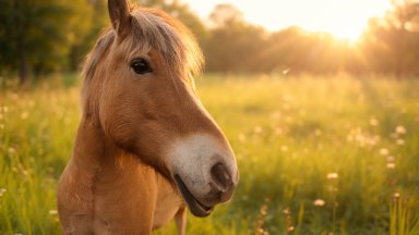 The Konik Horse, Olkusz, Poland - desktop wallpaper