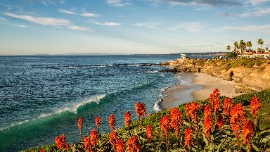 Blooming Aloe, Wipeout Beach, La Jolla, CA - desktop wallpaper