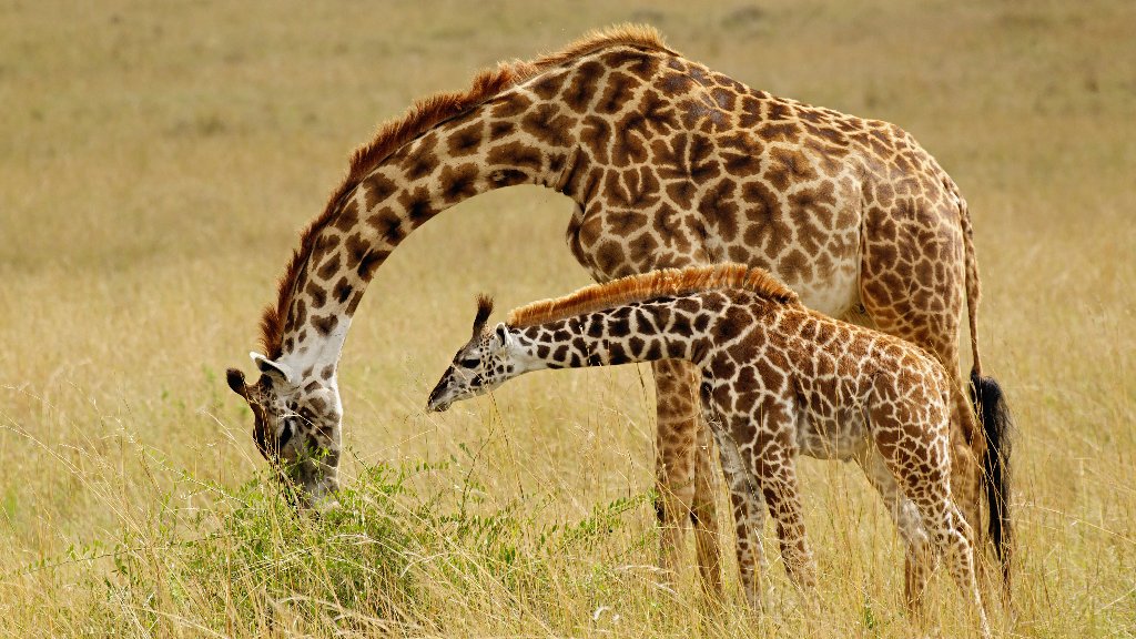 Mother and Baby Masai Giraffe, Masai Mara GR, Kenya - desktop wallpaper