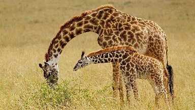 Mother and Baby Masai Giraffe, Masai Mara GR, Kenya - desktop wallpaper
