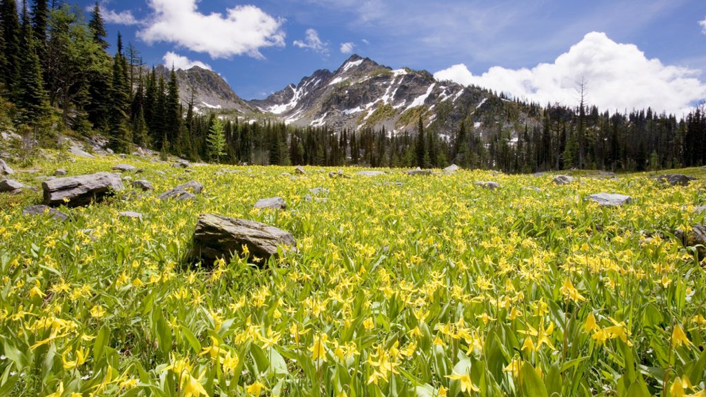 Glacier Lilies, Steeples Range, BC, Canada - desktop wallpaper