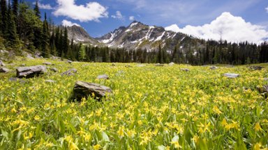 Glacier Lilies, Steeples Range, BC, Canada - desktop wallpaper