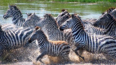 Herd of Zebras, Serengeti National Park, Tanzania - desktop wallpaper