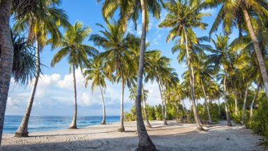 Coconut Palms, Fuvahmulah Island, Maldives - desktop wallpaper