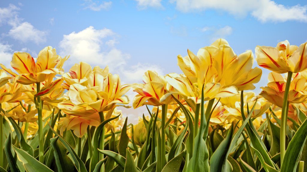 Yellow Tulips, Netherlands - desktop wallpaper