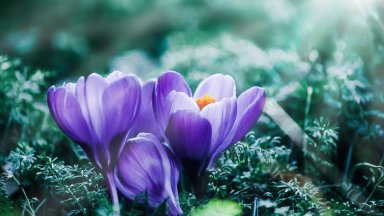 Grand Maitre Crocus - desktop wallpaper