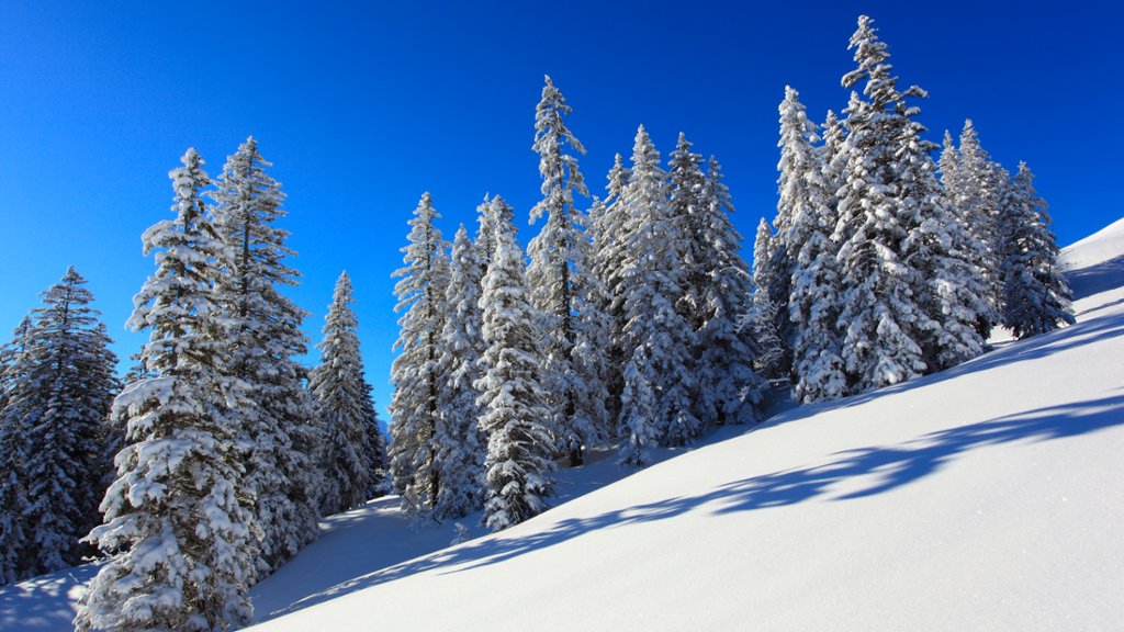 Snow Covered Spruce Trees, Switzerland - desktop wallpaper