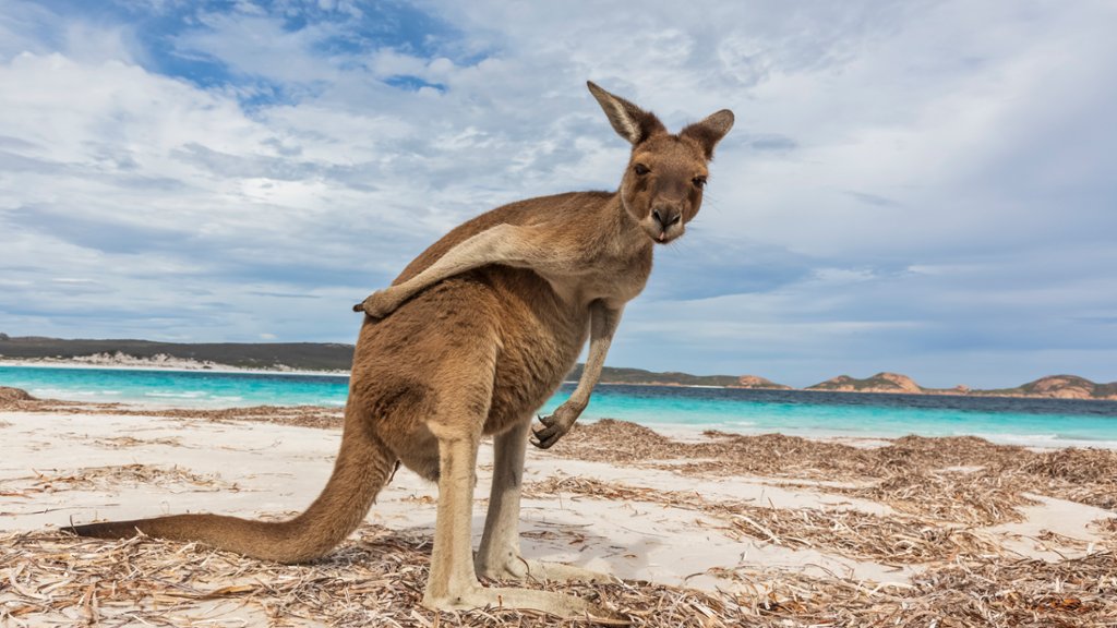 Western Gray Giant Kangaroo, Australia. - desktop wallpaper