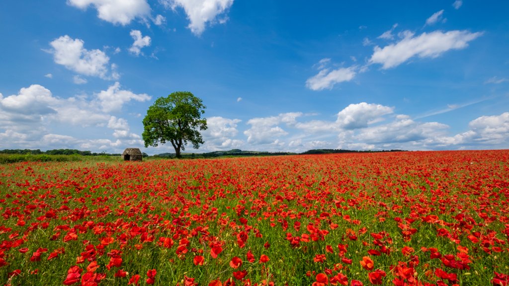 Field of Red Poppies, Derbyshire, UK - desktop wallpaper