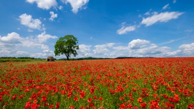 Field of Red Poppies, Derbyshire, UK - desktop wallpaper