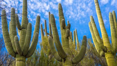 Saguaro Cactus, Catalina State Park, Arizona - desktop wallpaper
