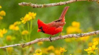 Male Cardinal, Hidalgo County, Texas - desktop wallpaper