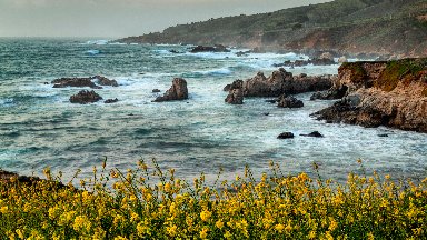 Mustard Plants, Soberanes Cove, Big Sur, CA - desktop wallpaper