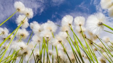 Arctic Cotton, Denali National Park, Alaska, - desktop wallpaper
