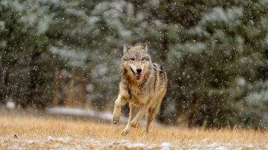 Grey Wolf, Bozeman, Montana - desktop wallpaper