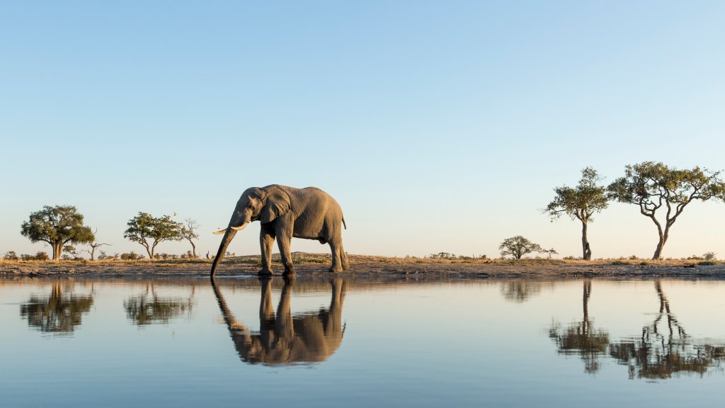 African Elephant, Chobe National Park, Botswana, Africa - desktop wallpaper