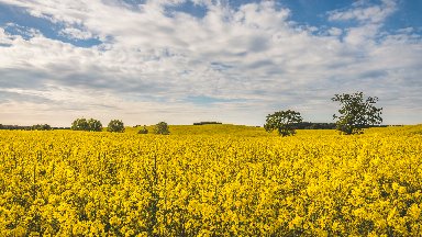 Rapeseed Field, Wangels, Germany - desktop wallpaper