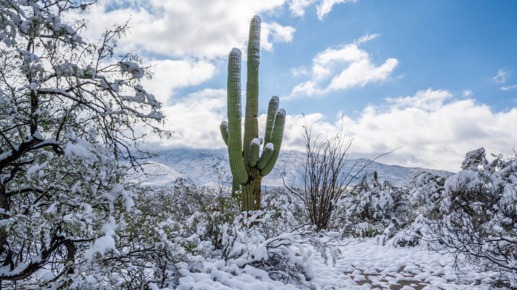 Saguaro Cactus, Saguaro National Park, Arizona - desktop wallpaper