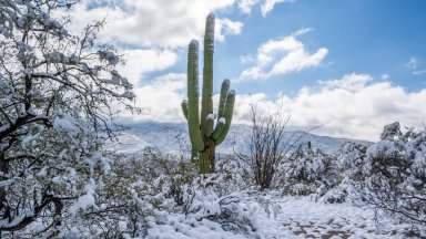 Saguaro Cactus, Saguaro National Park, Arizona - desktop wallpaper