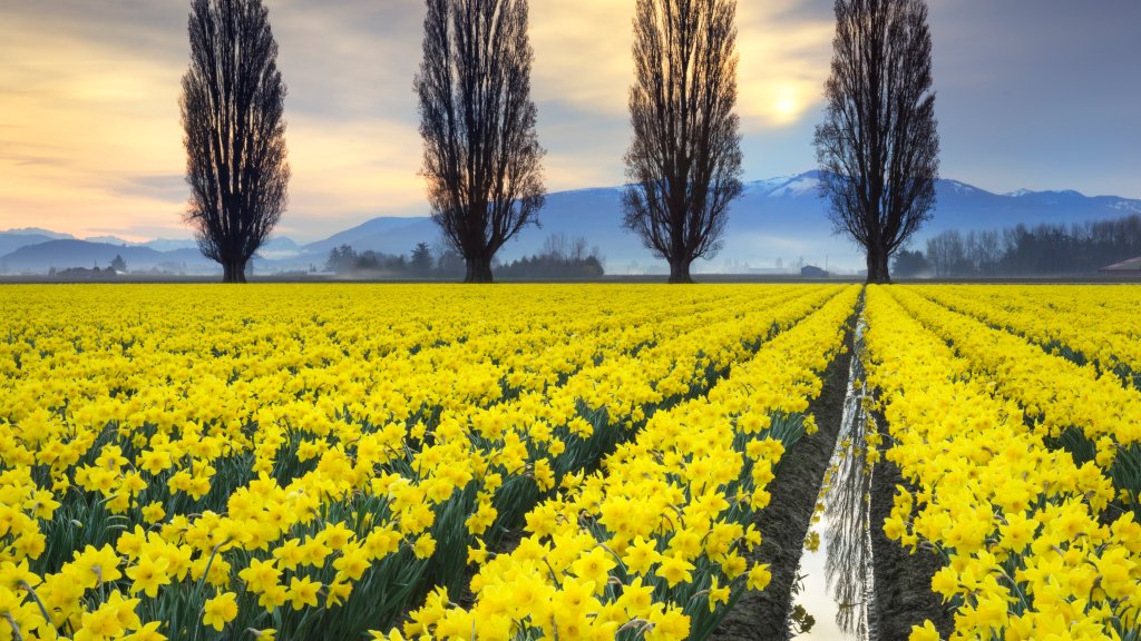 Field of Daffodils, Skagit Valley, WA - desktop wallpaper