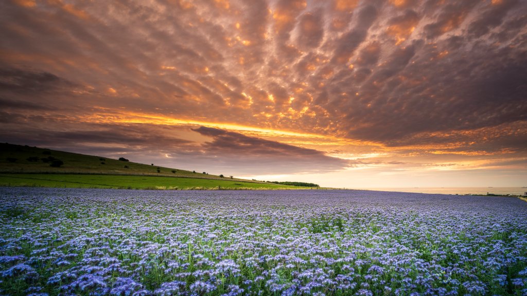 Field of Phacelia, Cote d'Opale, France - desktop wallpaper