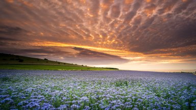 Field of Phacelia, Cote d'Opale, France - desktop wallpaper