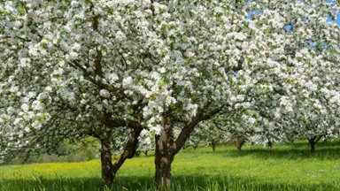 Blooming Apple Trees, Main-Tauber-Kreis, Germany - desktop wallpaper