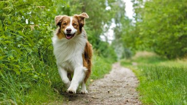 Australian Shepherd Dog - desktop wallpaper