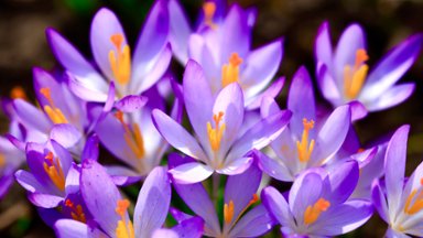 Purple Crocuses - desktop wallpaper