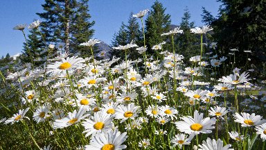 Oxeye Daisies, Stehekin, WA - desktop wallpaper