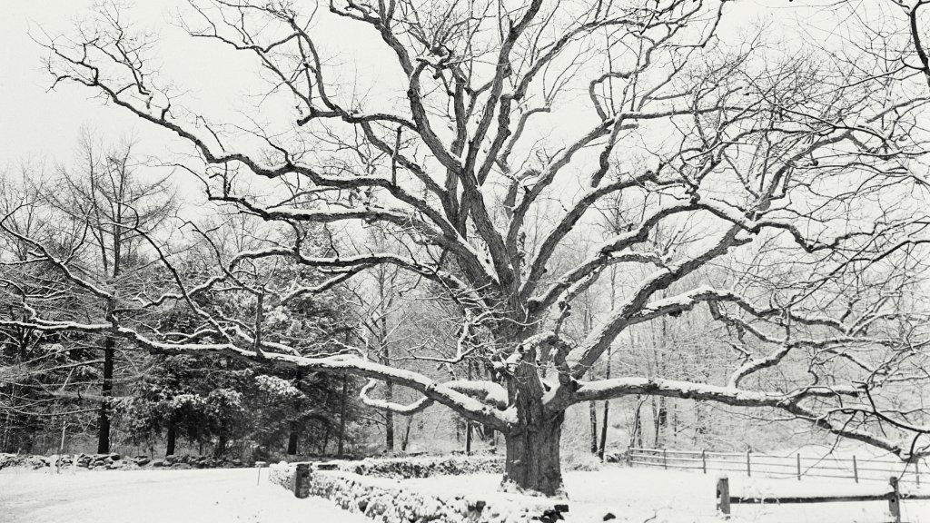 Bedford Oak, Bedford, New York - desktop wallpaper