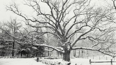Bedford Oak, Bedford, New York - desktop wallpaper