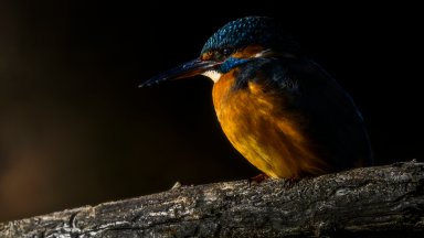King Fisher, Gaggio, Italy - desktop wallpaper