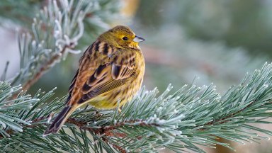 Yellowhammer, Austria - desktop wallpaper