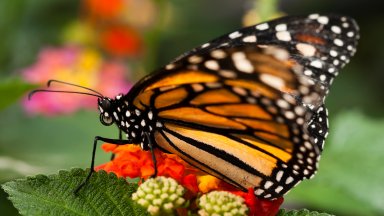 Monarch Butterfly - desktop wallpaper