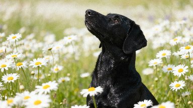 Black Labrador and Daisies - desktop wallpaper