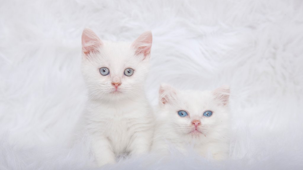 Izzy and Cootie - desktop wallpaper