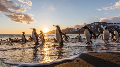 King Penguins, St. Andrew's Bay, South Georgia Island - desktop wallpaper