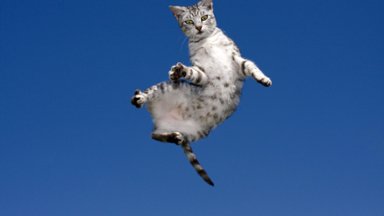 Leaping Tabby - desktop wallpaper