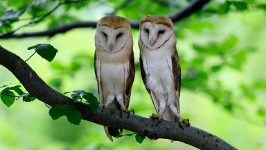 Barn Owls, Bohemian Forest, Czech Republic - desktop wallpaper