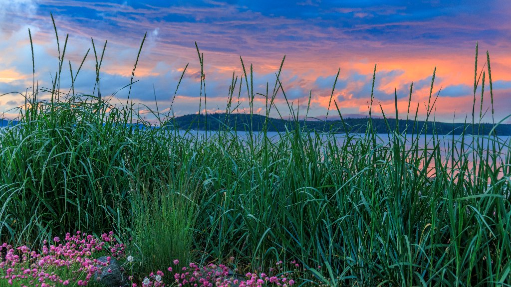 Sea Grass and Sea Thrift Flowers, Hood Canal, WA - desktop wallpaper