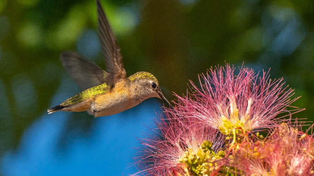Broad-tailed Hummingbird, New Mexico - desktop wallpaper