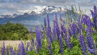 Lupins, Patagonia, Argentina - desktop wallpaper